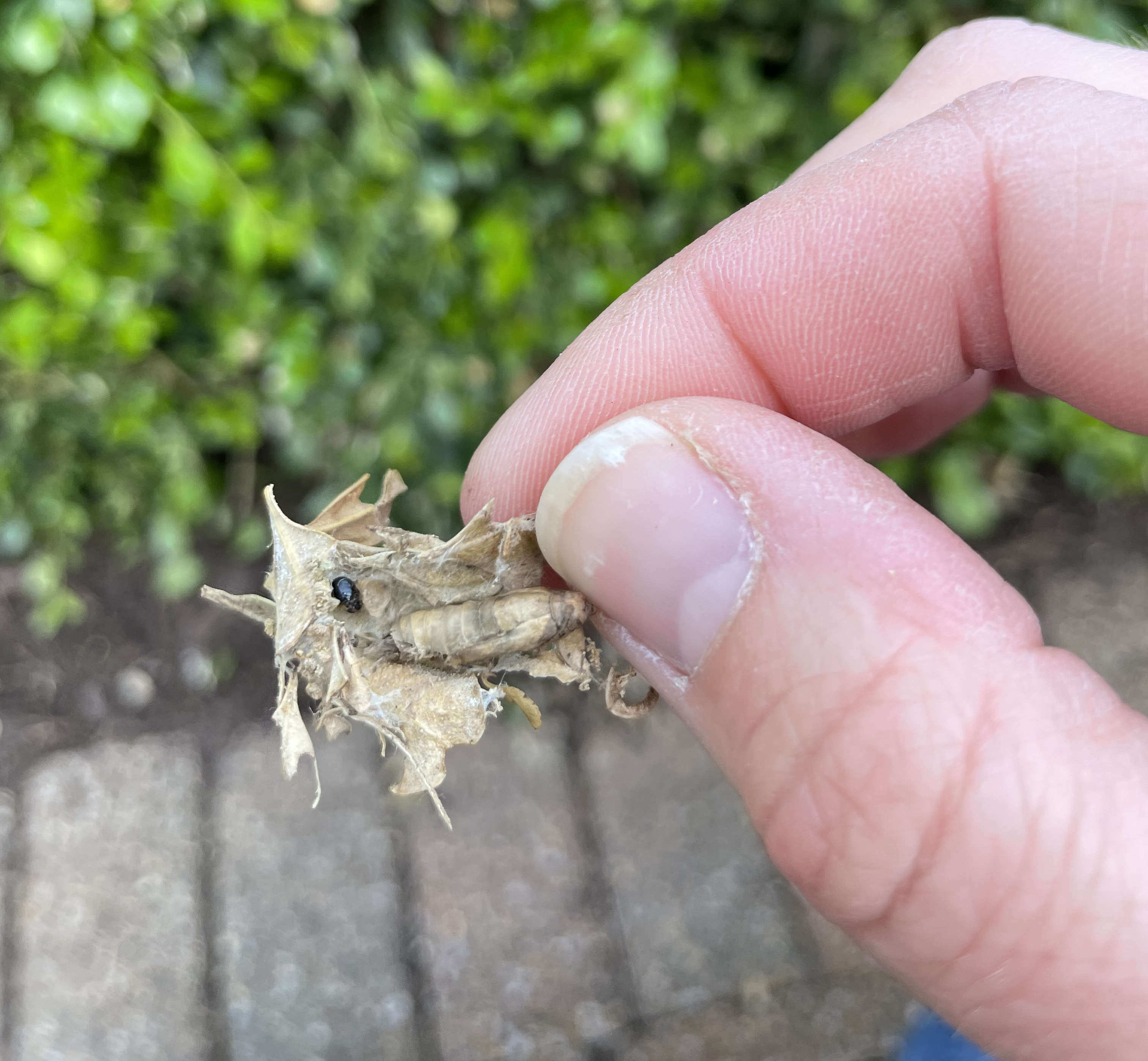 Box tree moth pupa tucked into dead leaves.